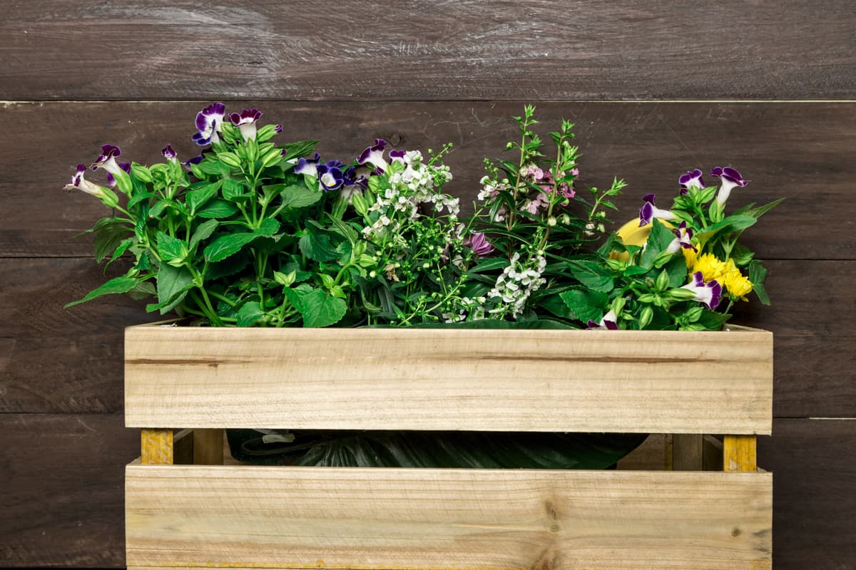 Planters & Garden